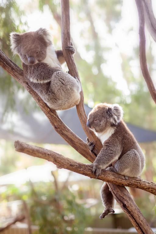 Séjour linguistique Australie, Koalas