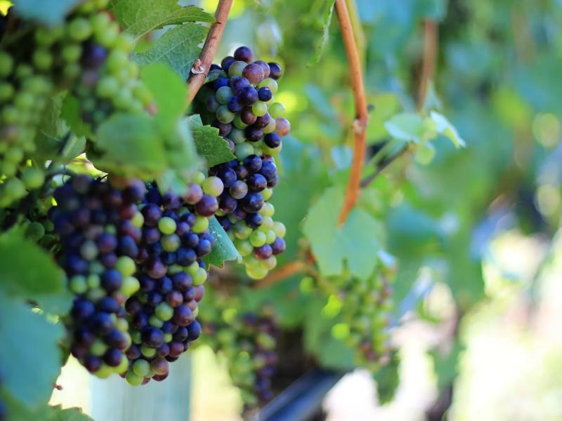 Séjour linguistique Canada, Kelowna, The Vibrant Vine Winery