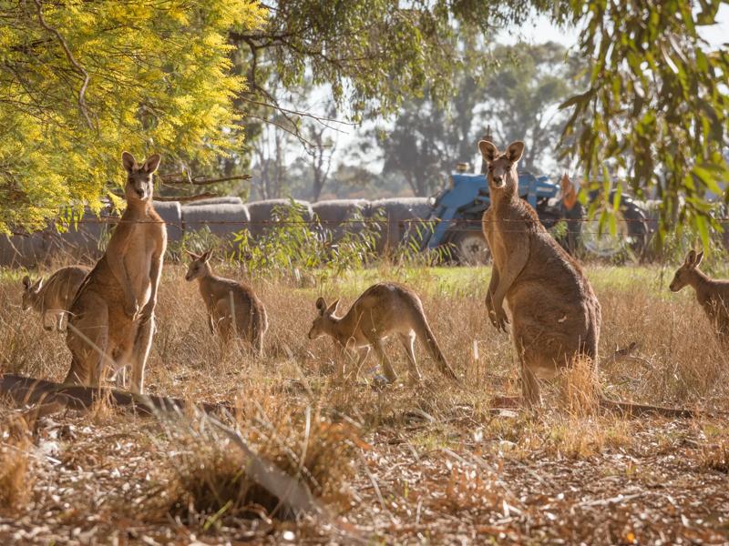 Sprachaufenthalt Australien, Gold Coast - Paradise Country