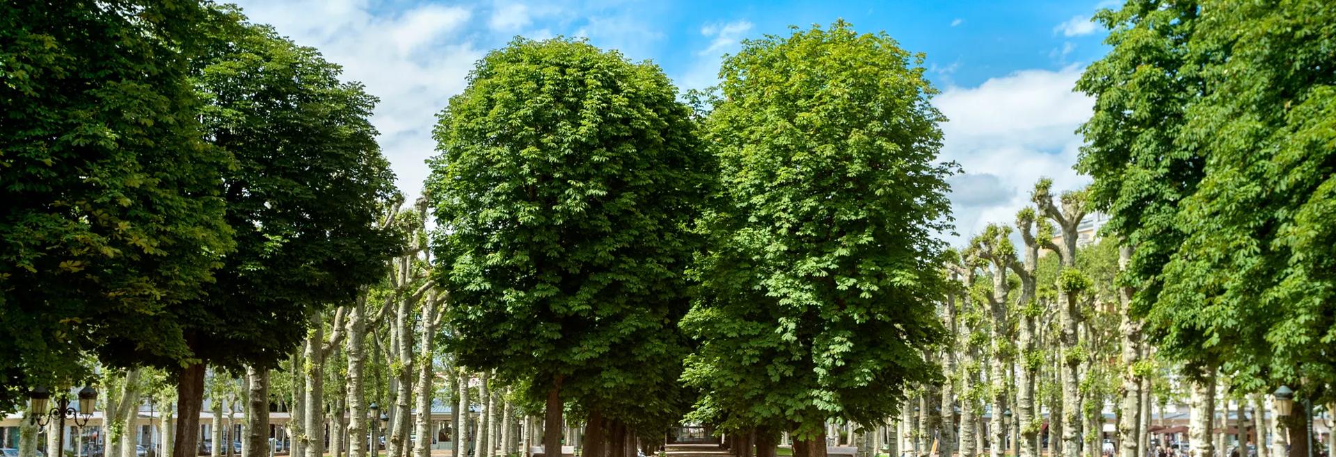 Sprachaufenthalt Frankreich, Vichy, Park