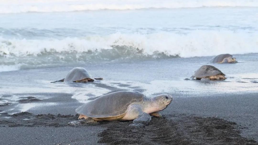 Séjour linguistique Costa Rica, Nosara, Tortue