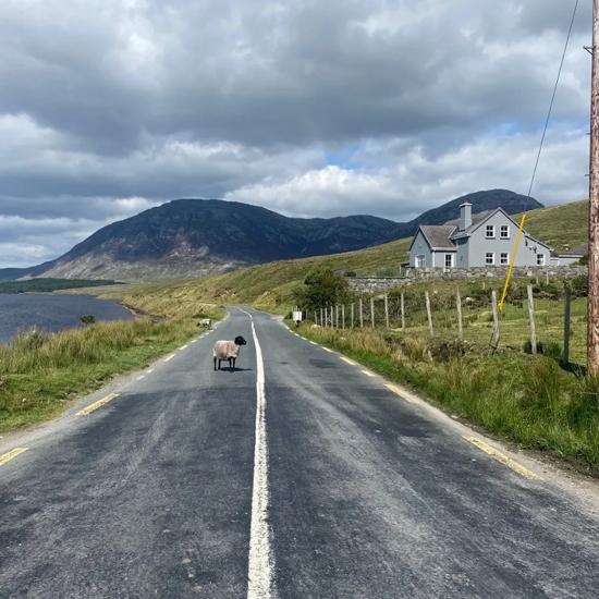 Séjour linguistique, Expérience, Galway, Mouton