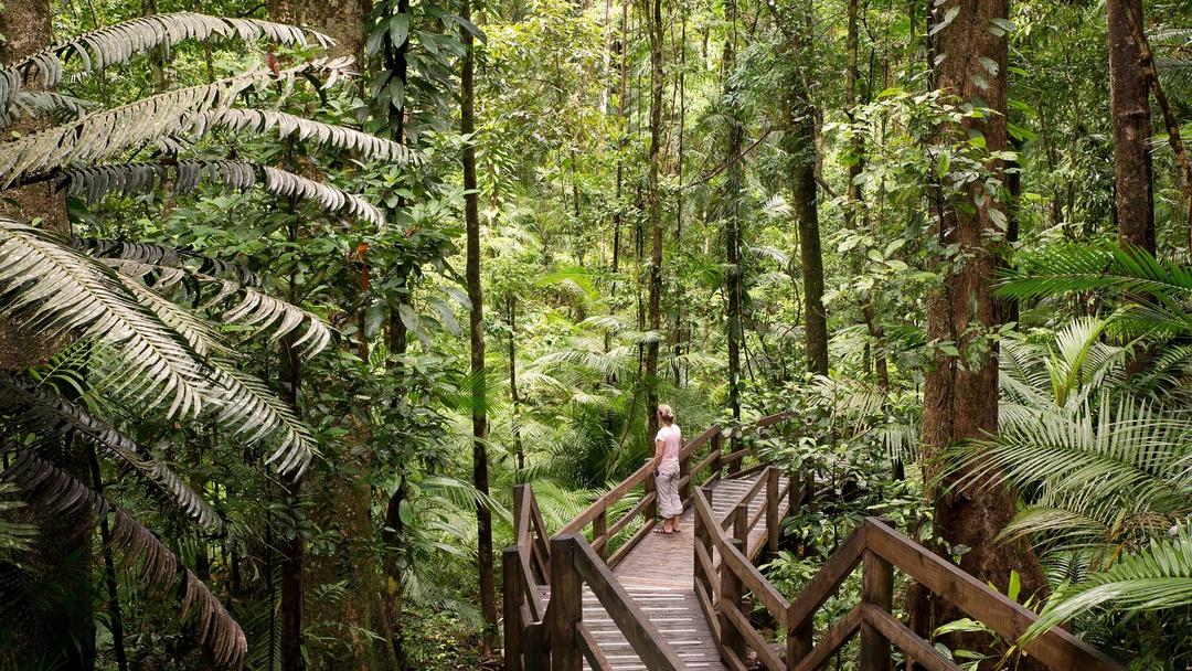 Sprachaufenthalt Australien, Cairns, Daintree Rainforest