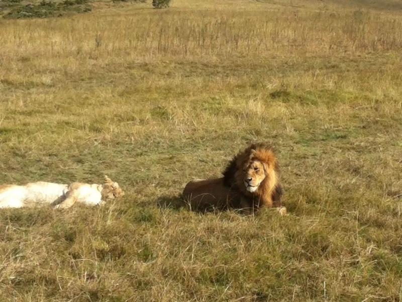 Sprachaufenthalt Südafrika, Kapstadt - EC Kapstadt - Safari