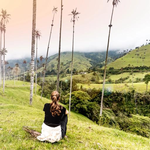 Séjour linguistique Colombie, Palmiers Valle de Cocora