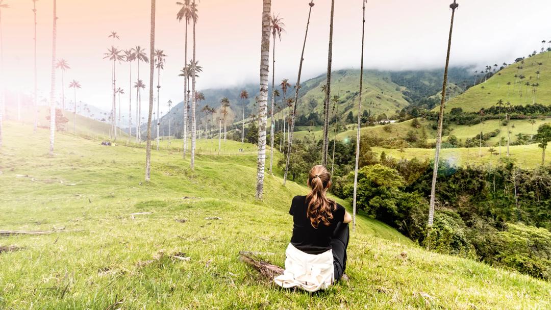 Sprachaufenthalt Kolumbien, Palmen im Valle de Cocora