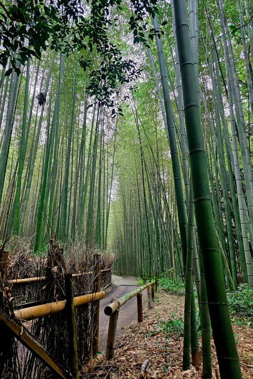 Séjour linguistique, Japon, Kyoto, Arashiyama Bamboo Forrest