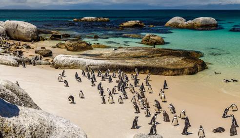 Sprachaufenthalt Südafrika, Kapstadt, Pinguine in Boulder's Beach