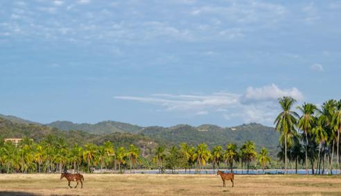 Séjour linguistique Costa Rica, Samara, Chevaux