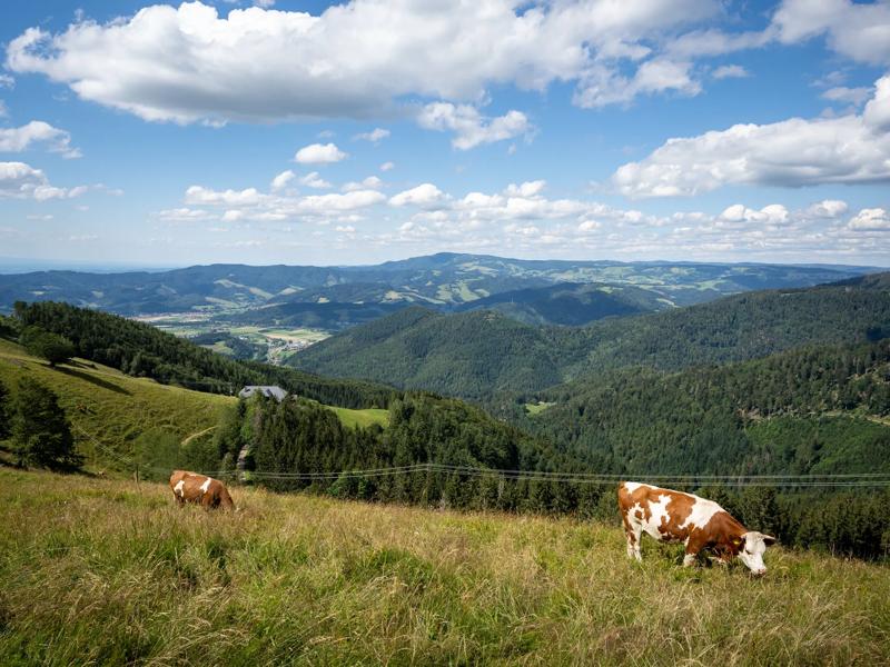 Sprachaufenthalt Deutschland, Freiburg im Breisgau, Dreisamtal Schwarzwald, Berge