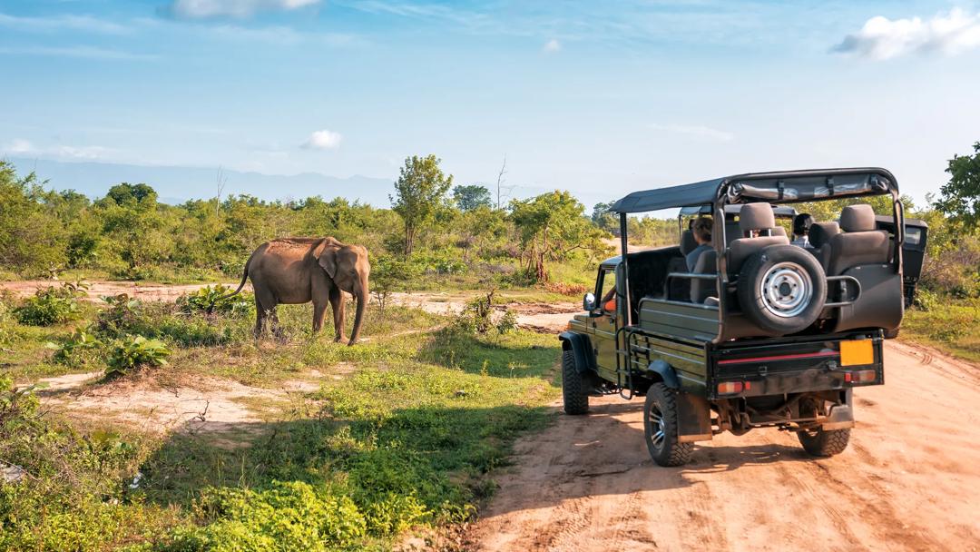 Séjour linguistique Afrique du Sud, Parc national des Éléphants d'Addo