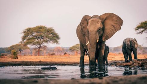 Séjour linguistique Afrique du Sud, Safari éléphants
