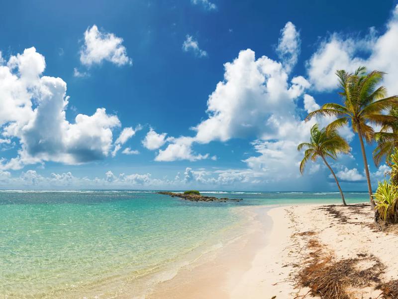 Sprachaufenthalt Guadeloupe, Sandstrand mit Palmen