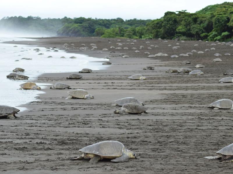 Sprachaufenthalt Costa Rica, Nosara, Playa Ostional