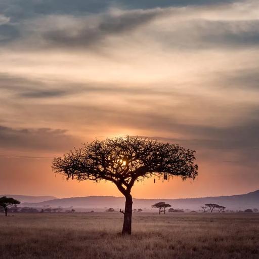 Sprachaufenthalt Südafrika, Savanne