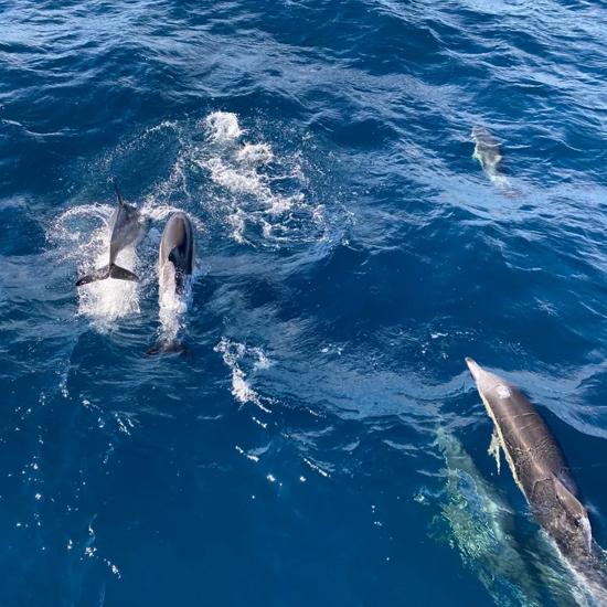 Séjour lingusitique, Expérience, Mount Maunganui, Dauphins