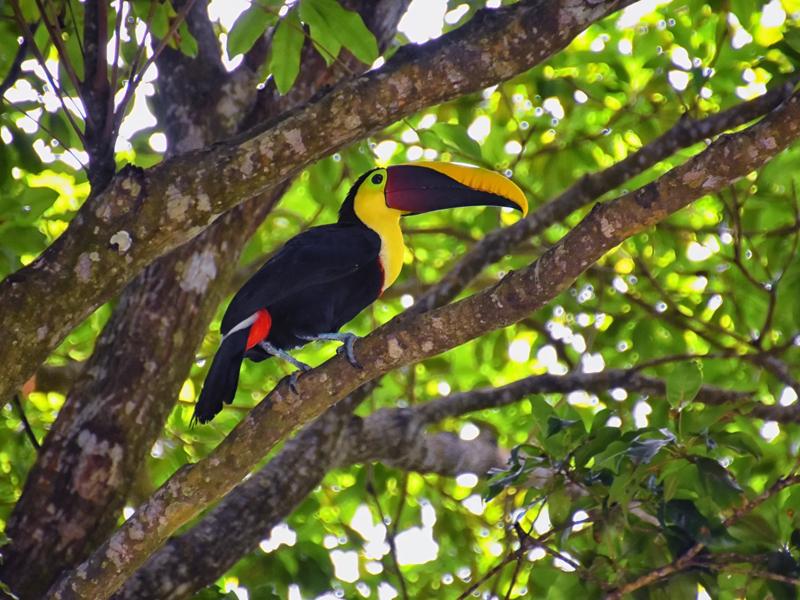 Sprachaufenthalt Costa Rica, Jacó, Rainforest Adventures Jacó