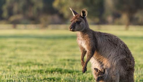 Sprachaufenthalt Australien, Adelaide, Kangaroo Island