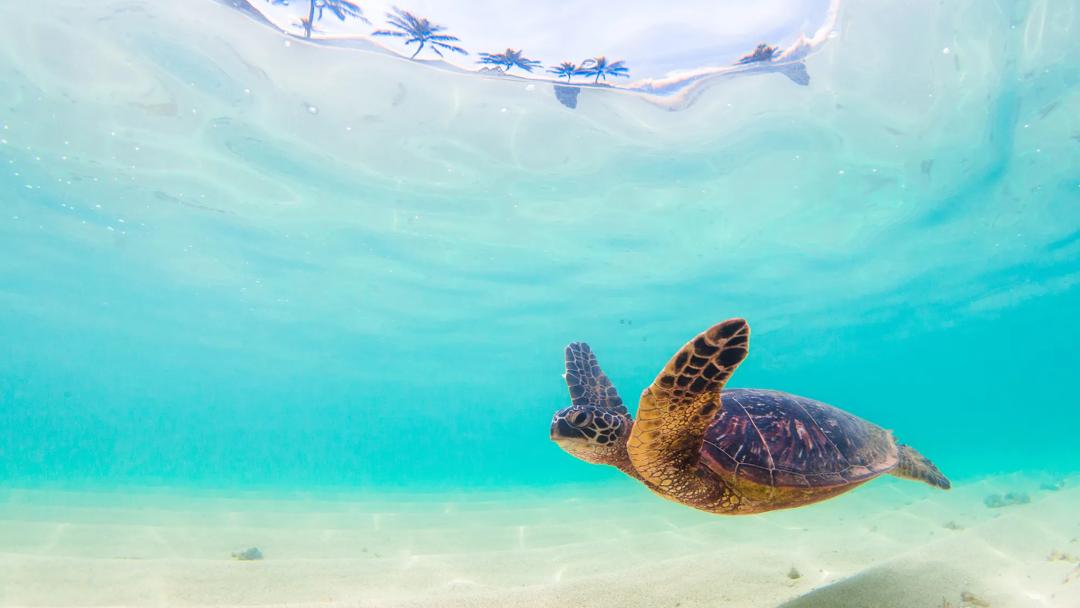 Séjour linguistique États-Unis, Hawaii, Tortue de mer