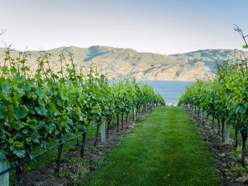 Séjour linguistique Canada, Kelowna, The Vibrant Vine Winery