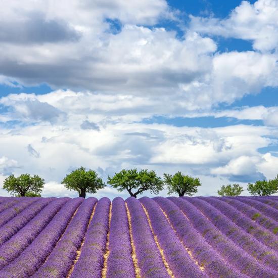 Sprachaufenthalt Frankreich, Lavendelfeld