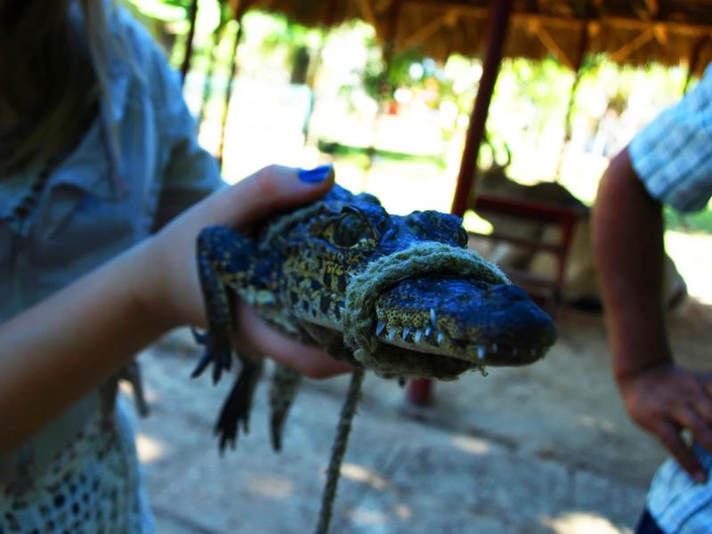 Séjour linguistique Mexique, Playa del Carmen, Ecopark Crococun