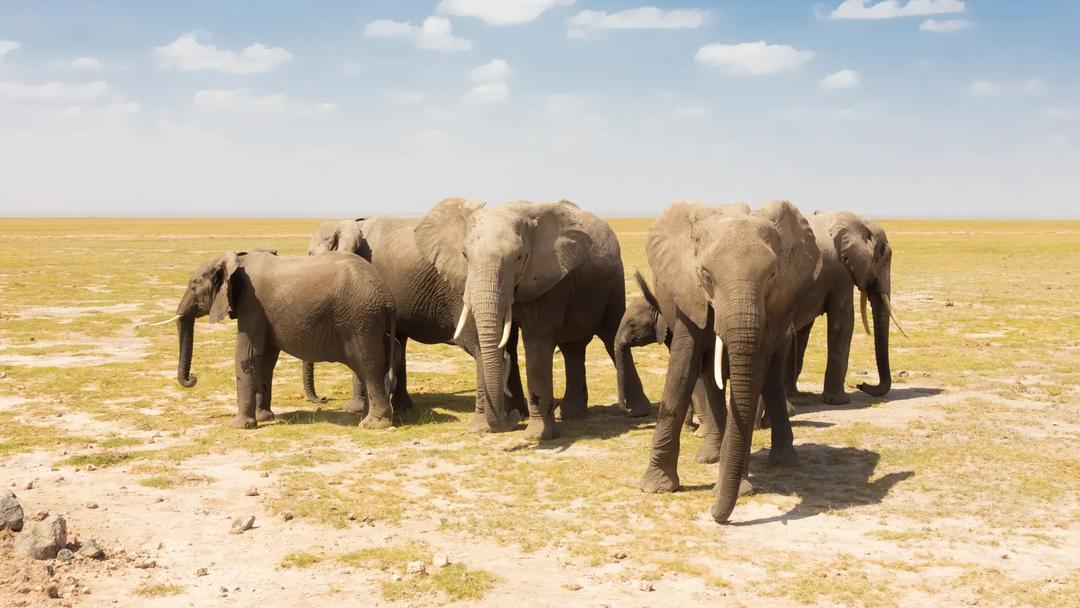 Séjour linguistique Afrique du Sud, Safari éléphants