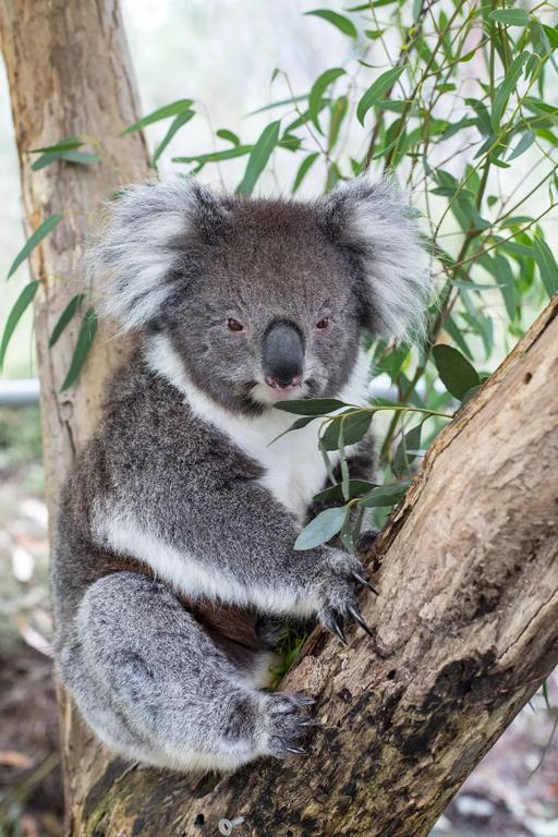 Séjour linguistique Australie, Koalas