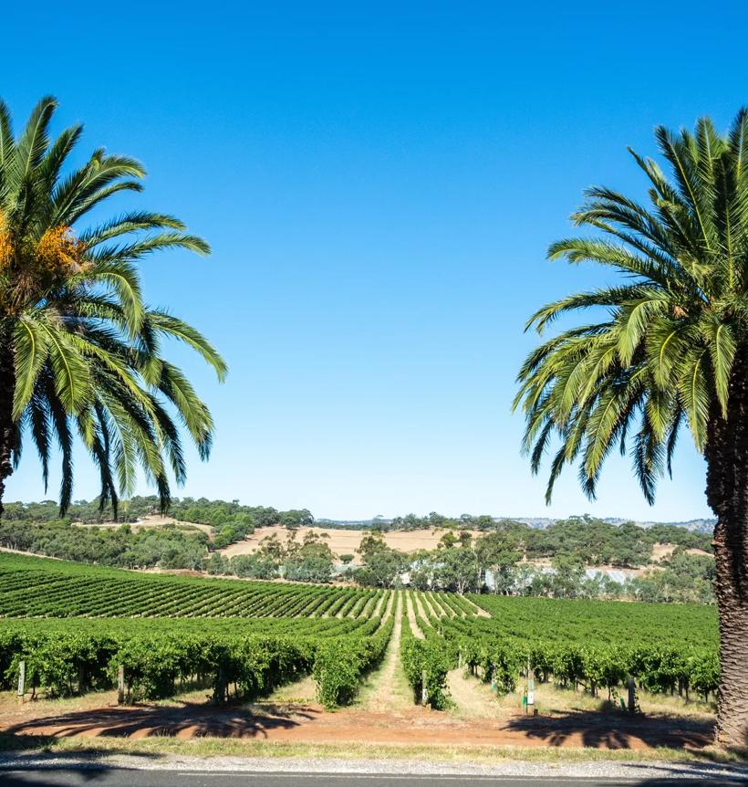 Sprachaufenthalt Australien, Adelaide, Weinreben
