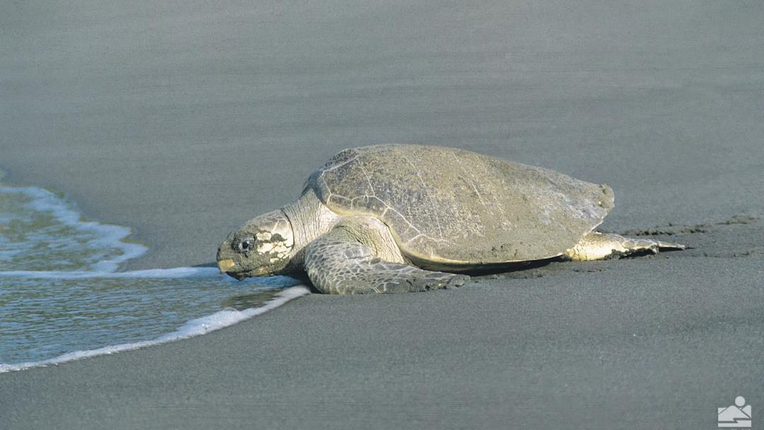 Séjour linguistique Costa Rica, Tortue