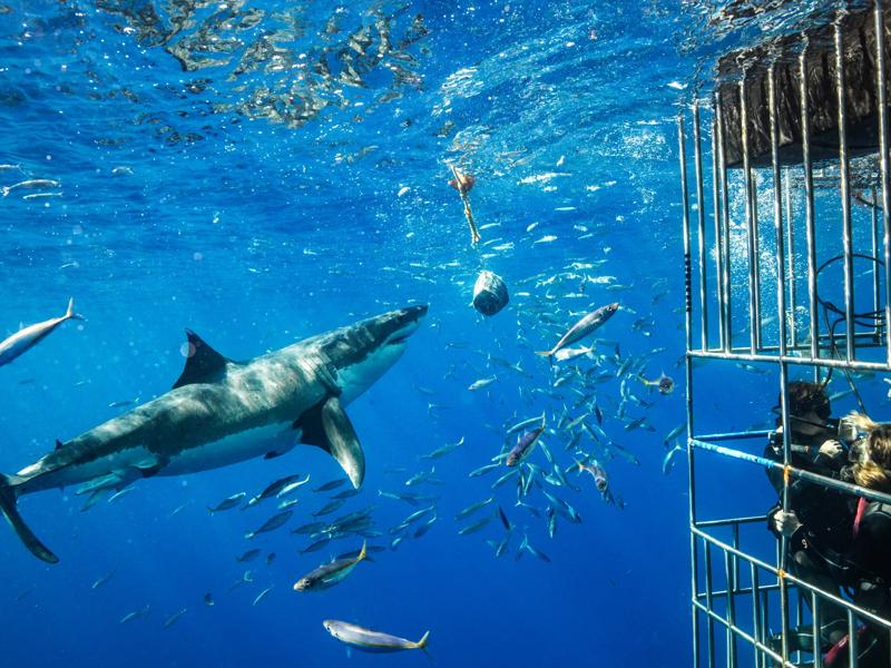Séjour linguistique Shark Cage Diving