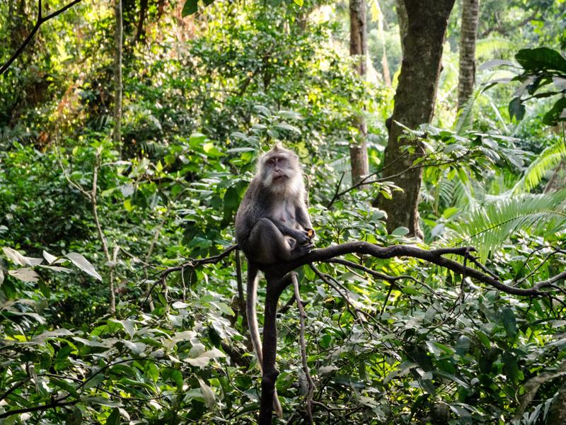 Séjour linguistique République dominicaine, Sosua, Monkey Jungle