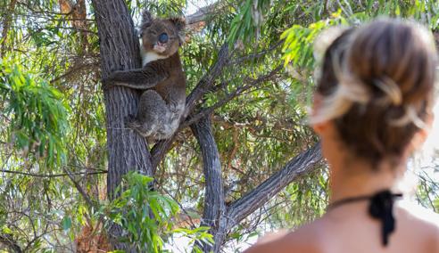 Séjour linguistique Australie, Brisbane, Koala