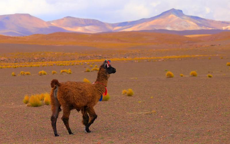 Séjour linguistique Bolivie, Alpaca